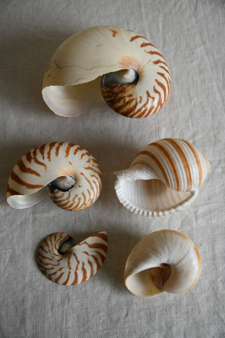 Collection Vintage Sea Shells