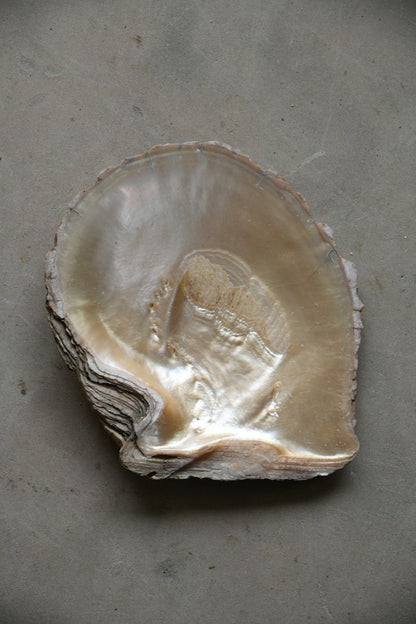 Large White Mother of Pearl Shell