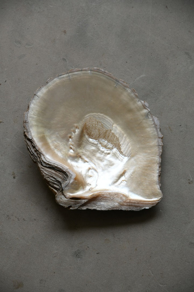 Large White Mother of Pearl Shell