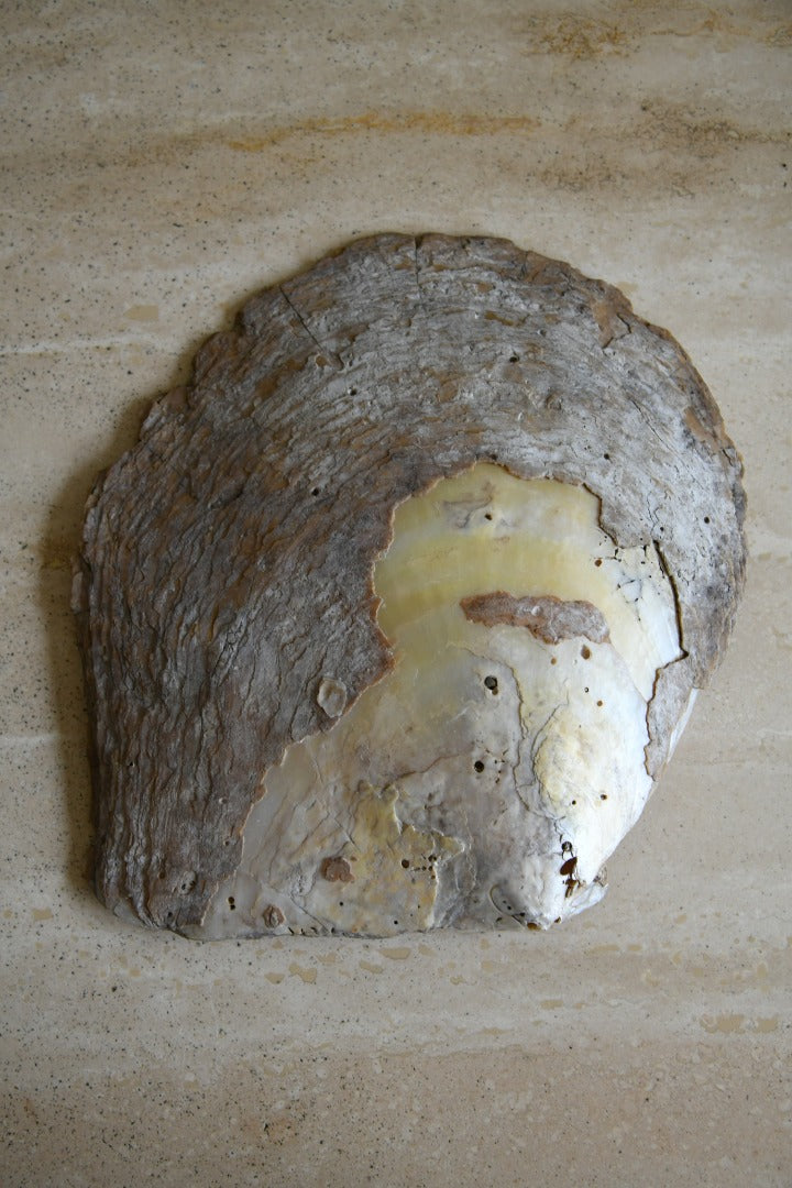 Pearl Shell Large Large White Mother of Pearl Shell – Kernow Furniture