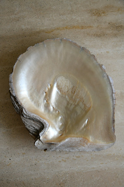 Large White Mother of Pearl Shell