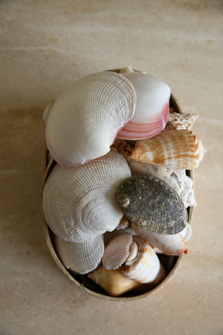 Collection of Vintage Shells