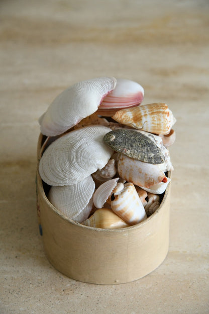 Collection of Vintage Shells