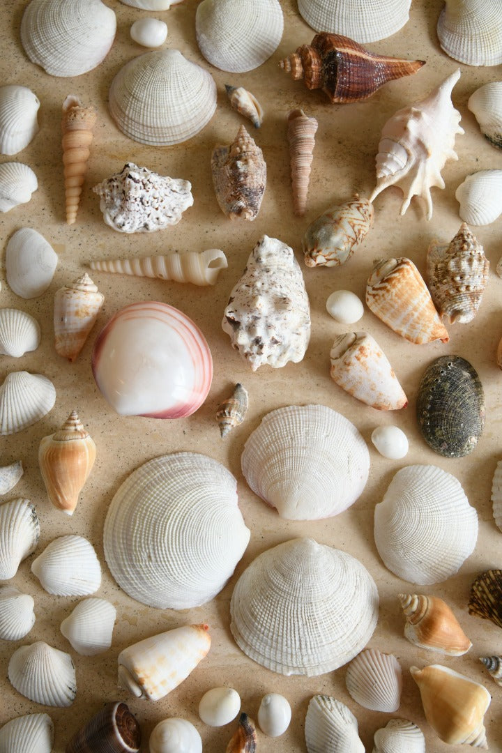 Collection of Vintage Shells