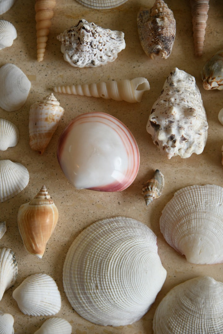 Collection of Vintage Shells