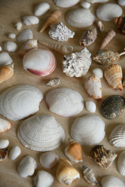 Collection of Vintage Shells