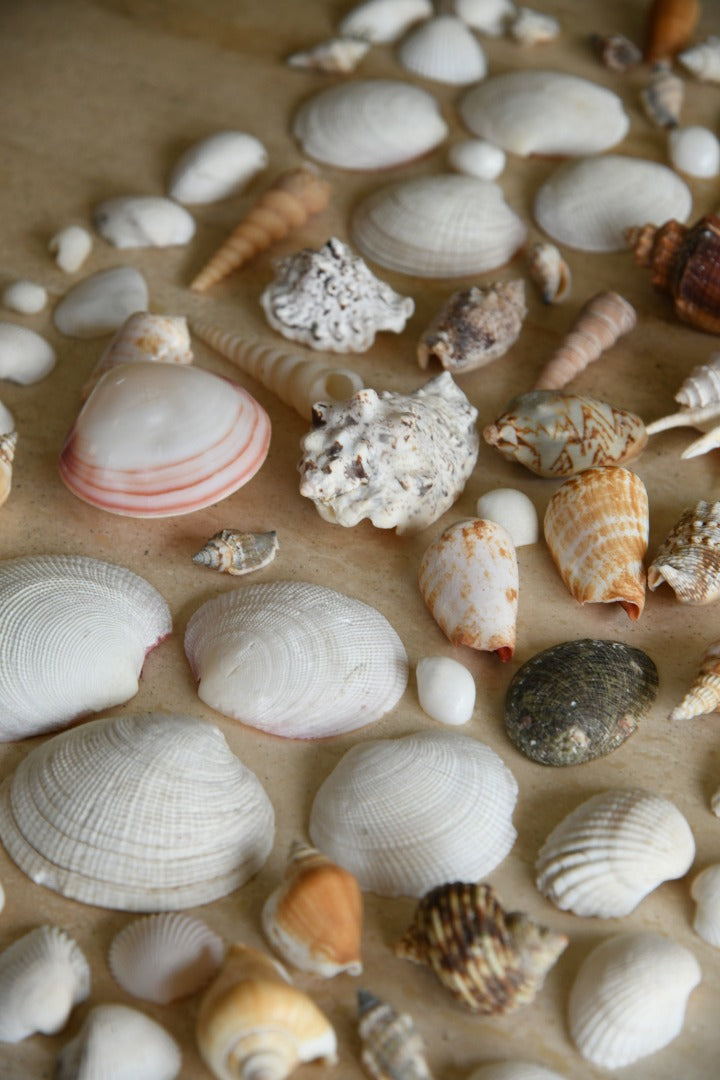 Collection of Vintage Shells