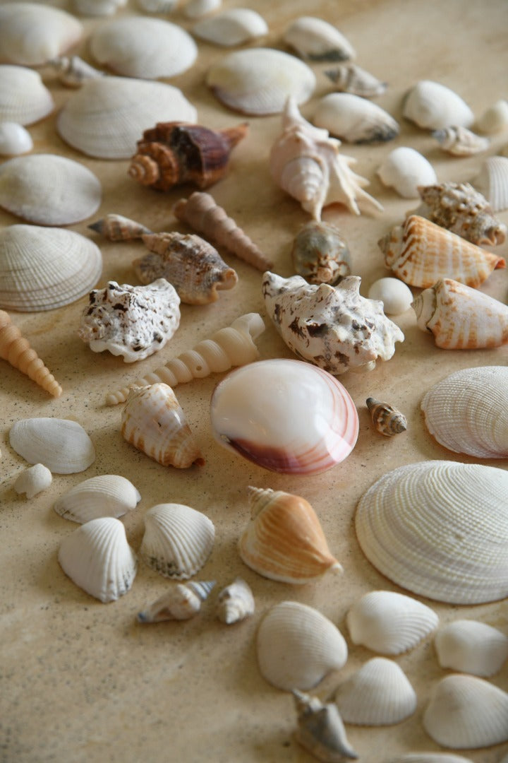 Collection of Vintage Shells