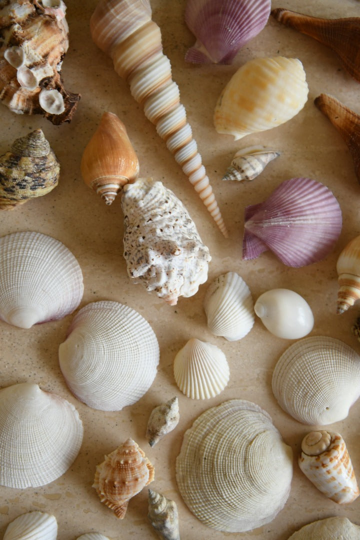 Collection of Vintage Shells