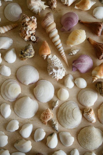 Collection of Vintage Shells