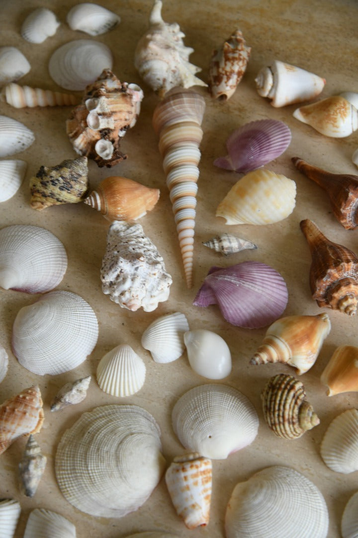 Collection of Vintage Shells