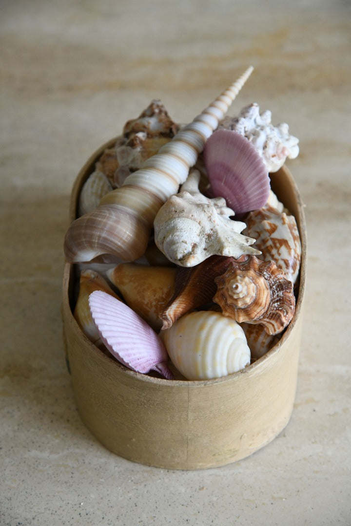 Collection of Vintage Shells