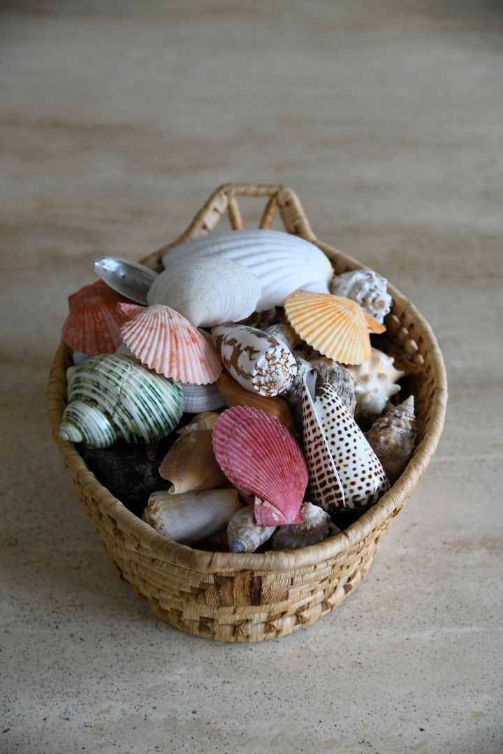 Collection of Vintage Shells