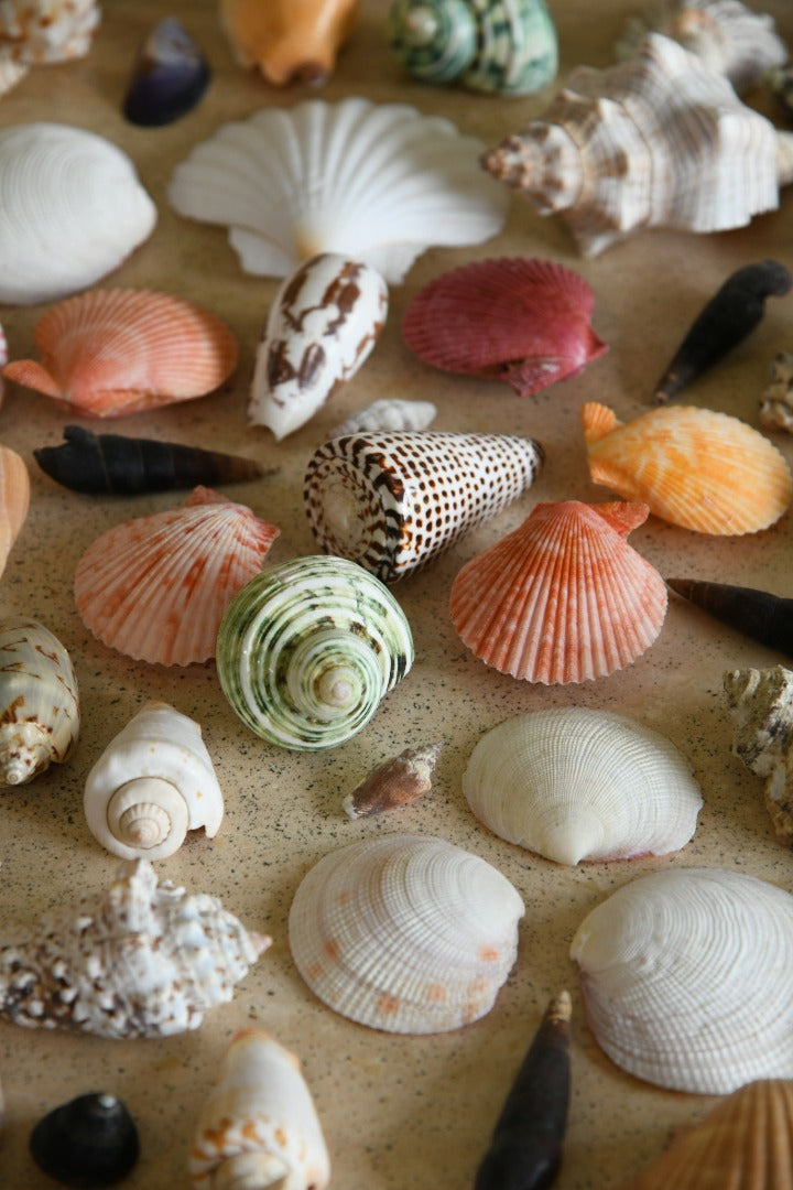 Collection of Vintage Shells