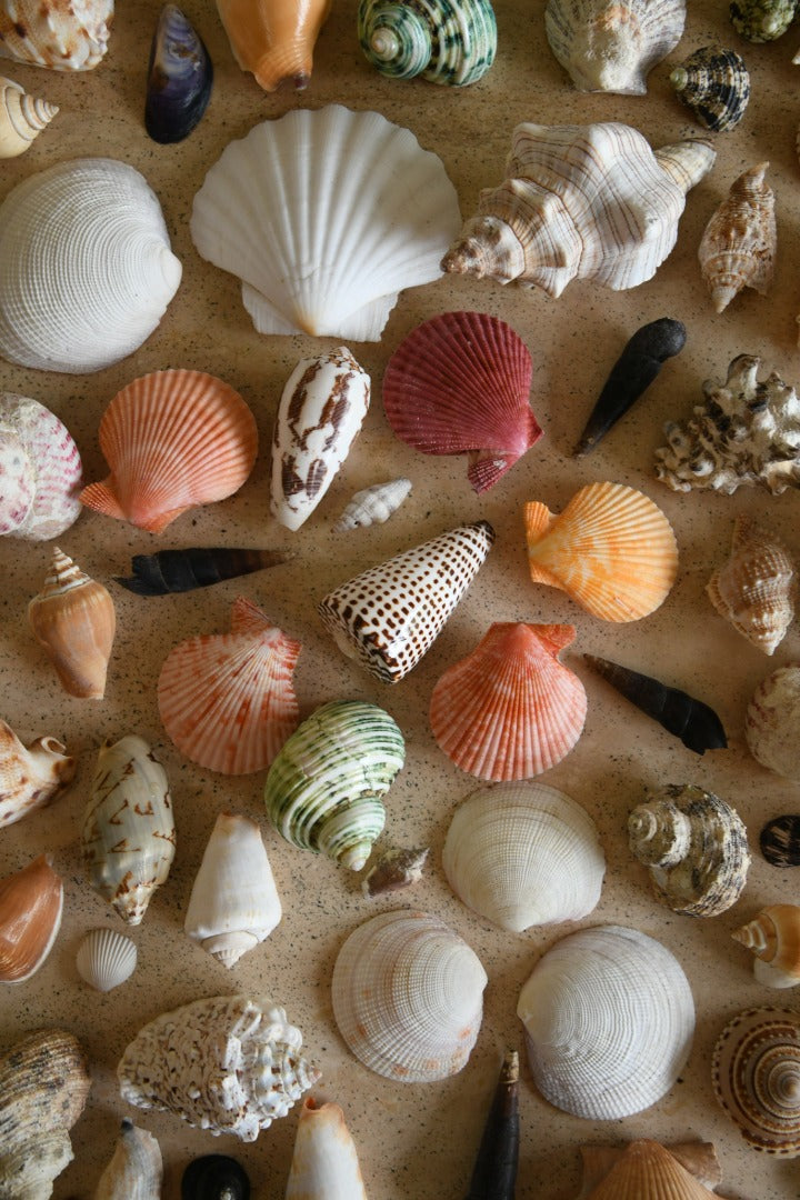 Collection of Vintage Shells