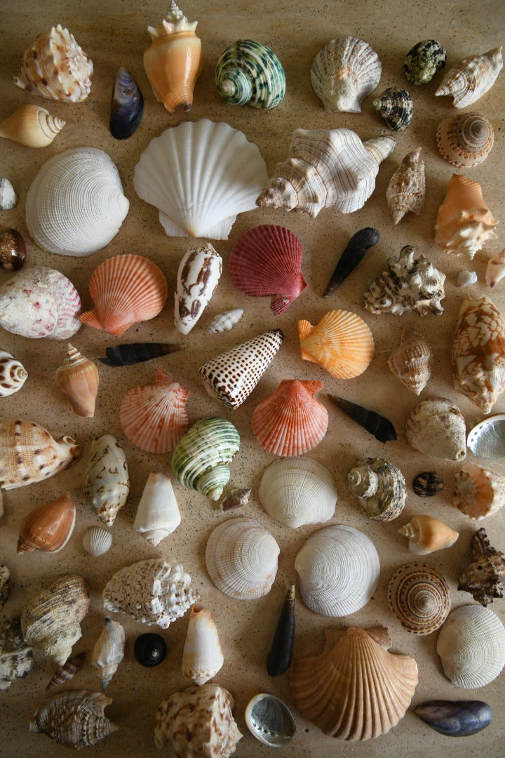 Collection of Vintage Shells