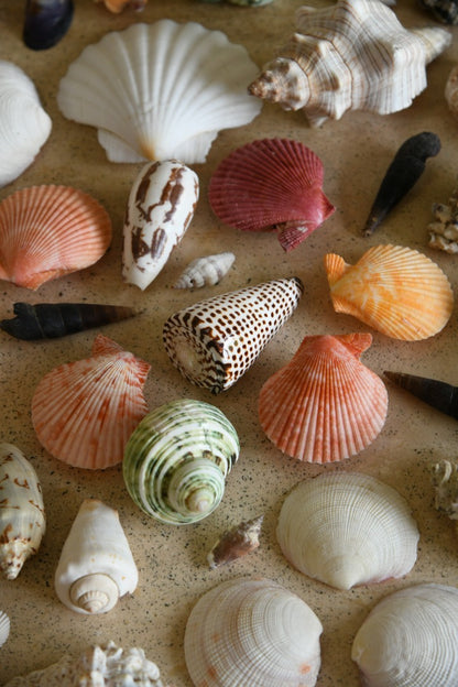 Collection of Vintage Shells