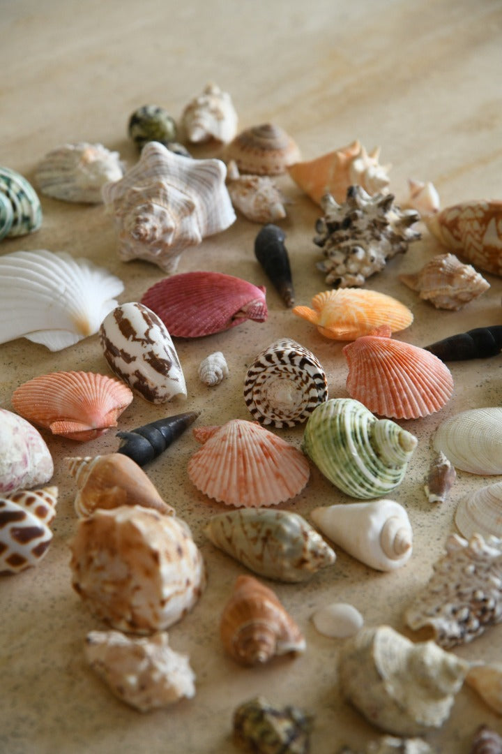 Collection of Vintage Shells