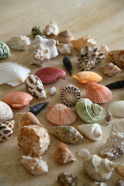 Collection of Vintage Shells