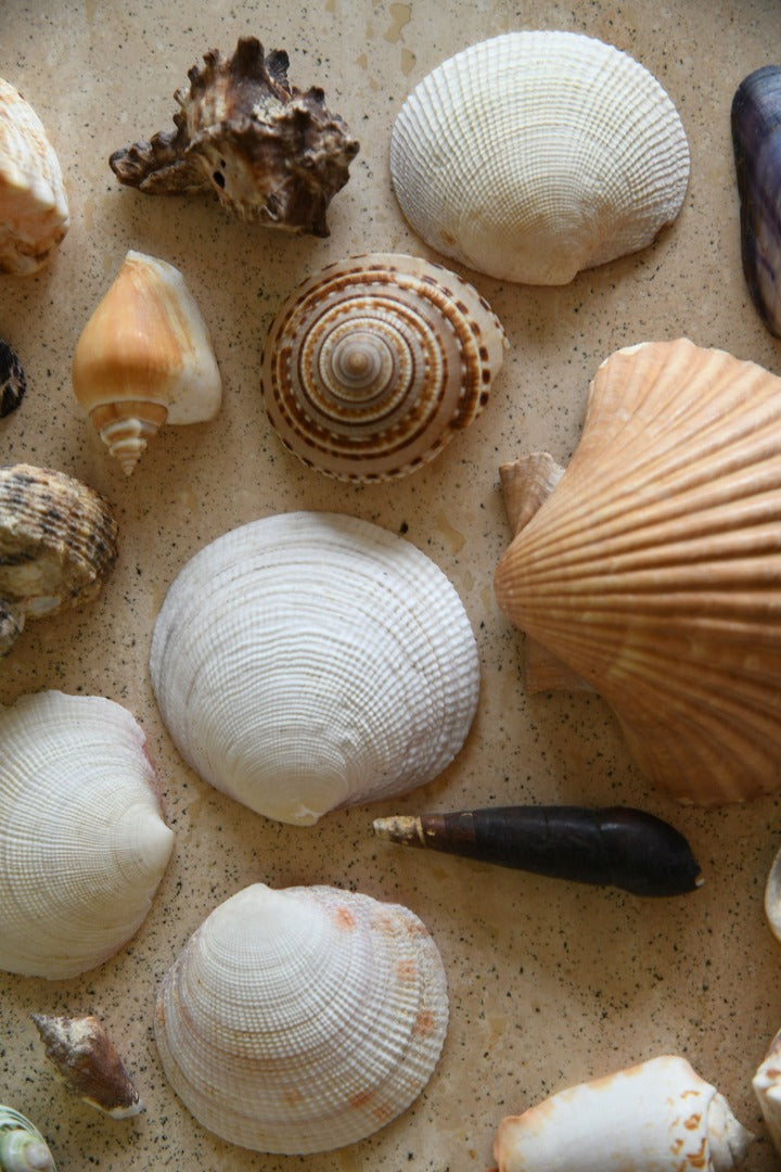 Collection of Vintage Shells