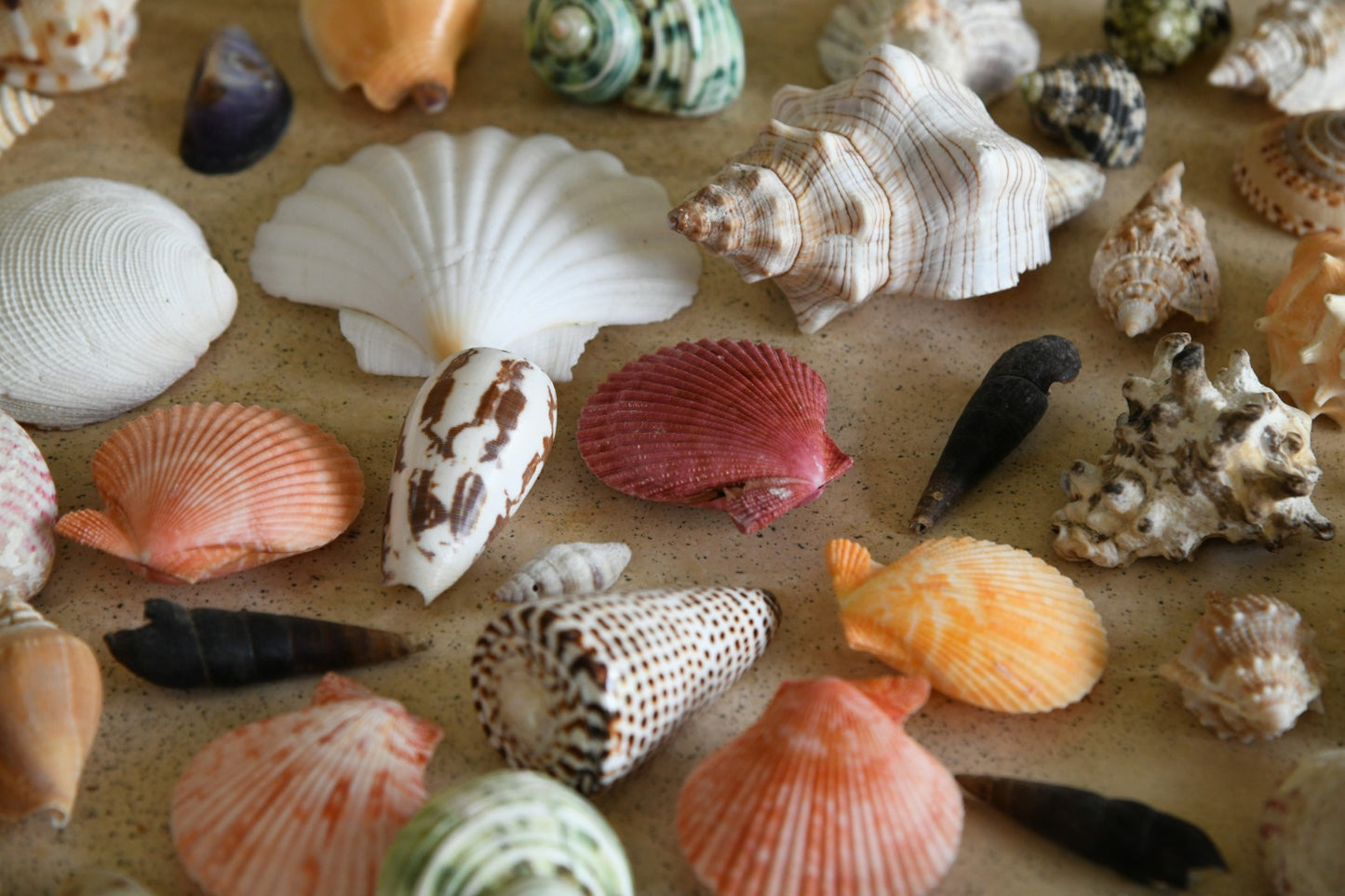 Collection of Vintage Shells