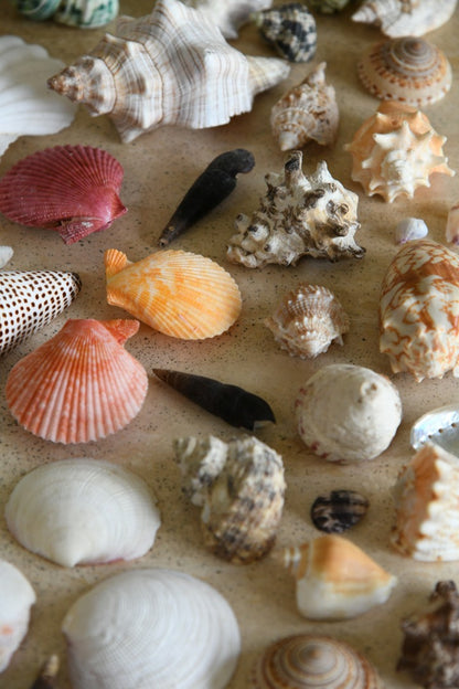 Collection of Vintage Shells