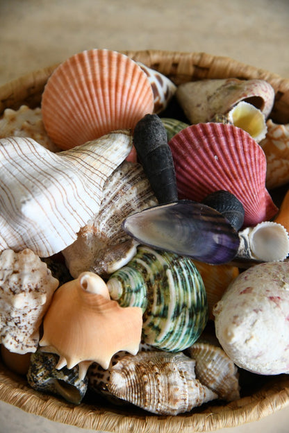 Collection of Vintage Shells