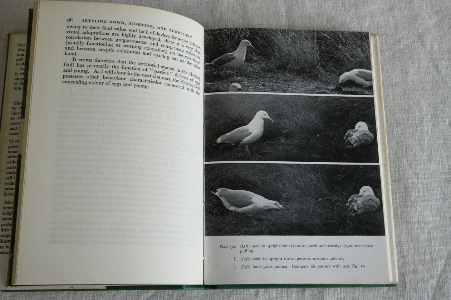 Niko Tinbergen - The Herring Gulls World