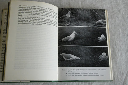 Niko Tinbergen - The Herring Gulls World