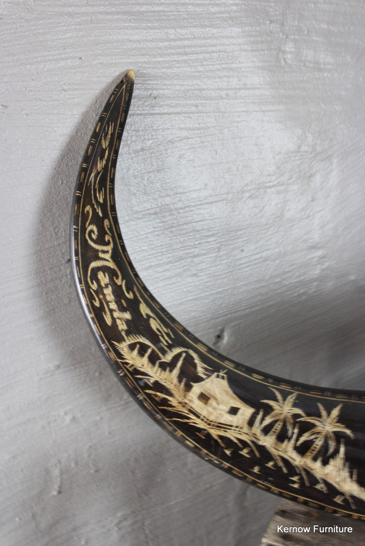 Water Buffalo Horns - Kernow Furniture