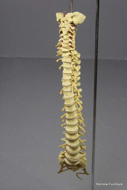 Spine Model - Kernow Furniture