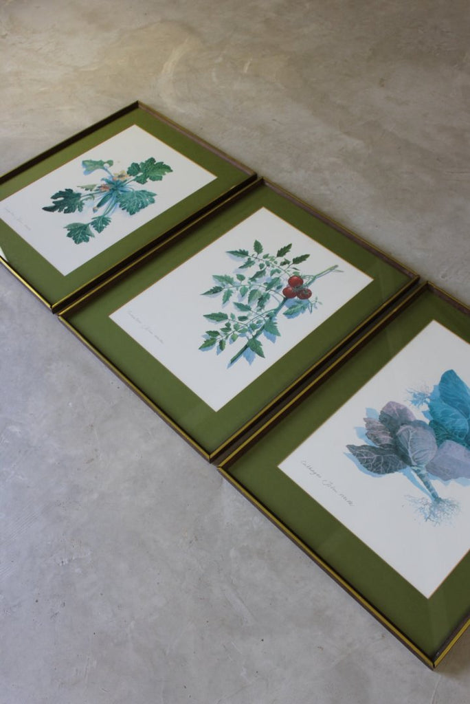 3 Large Framed Botanical Prints - John Miller - Kernow Furniture