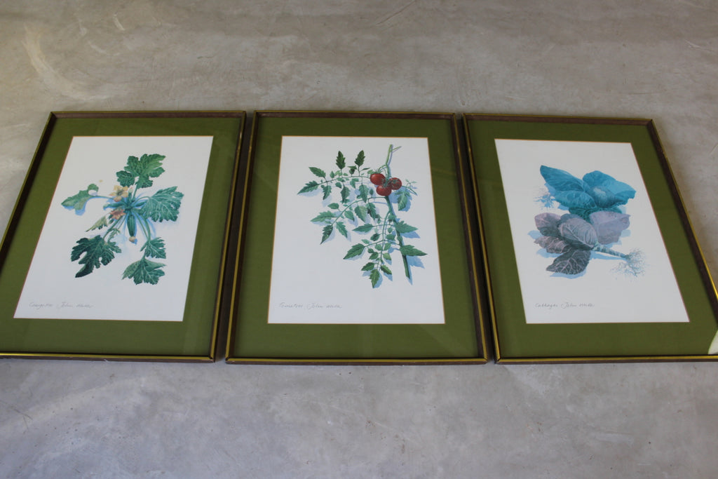 3 Large Framed Botanical Prints - John Miller - Kernow Furniture