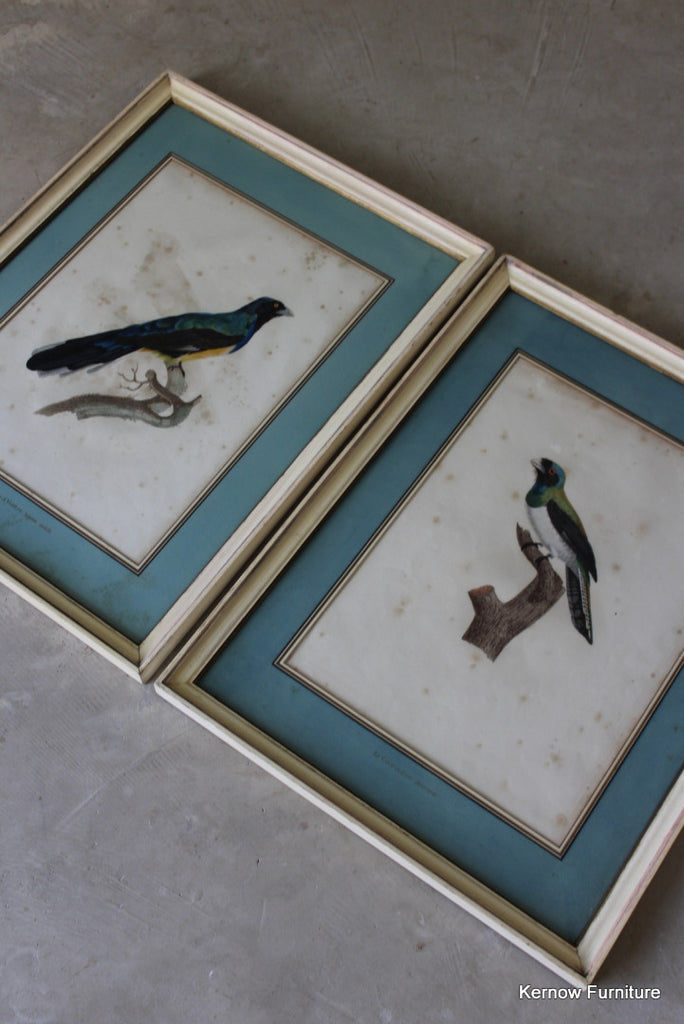 Pair Framed French Bird Engravings - Kernow Furniture