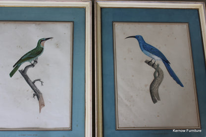 Pair Framed French Bird Engravings - Kernow Furniture