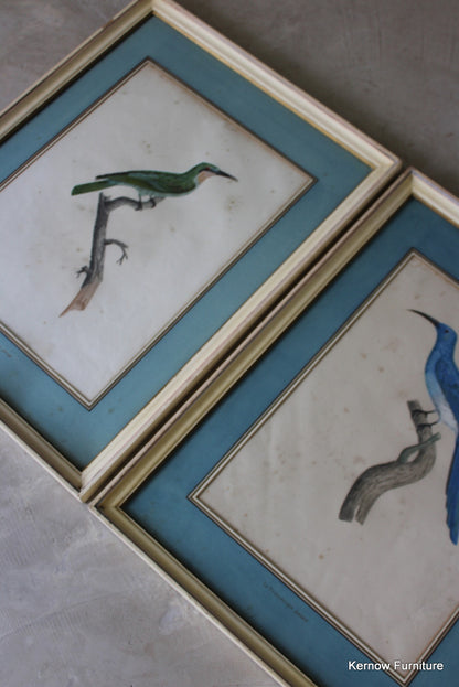 Pair Framed French Bird Engravings - Kernow Furniture