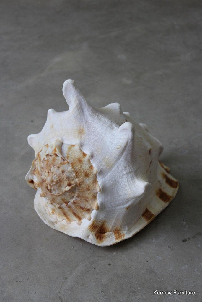 Large Single Conch Shell - Kernow Furniture