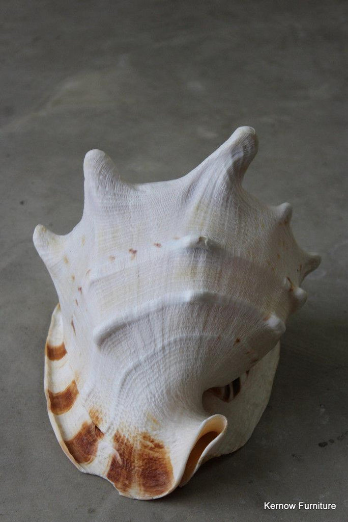 Large Single Conch Shell - Kernow Furniture