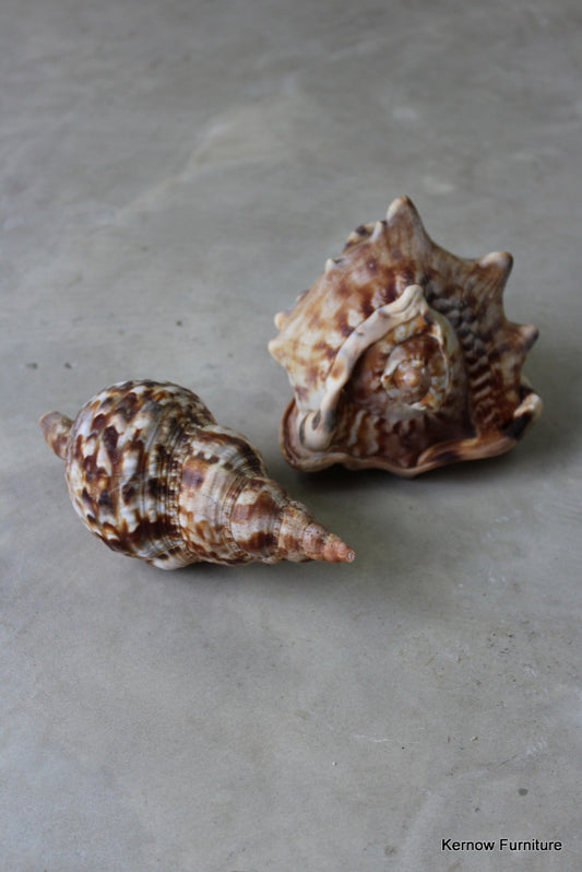 Trumpet Triton & Conch Shell - Kernow Furniture