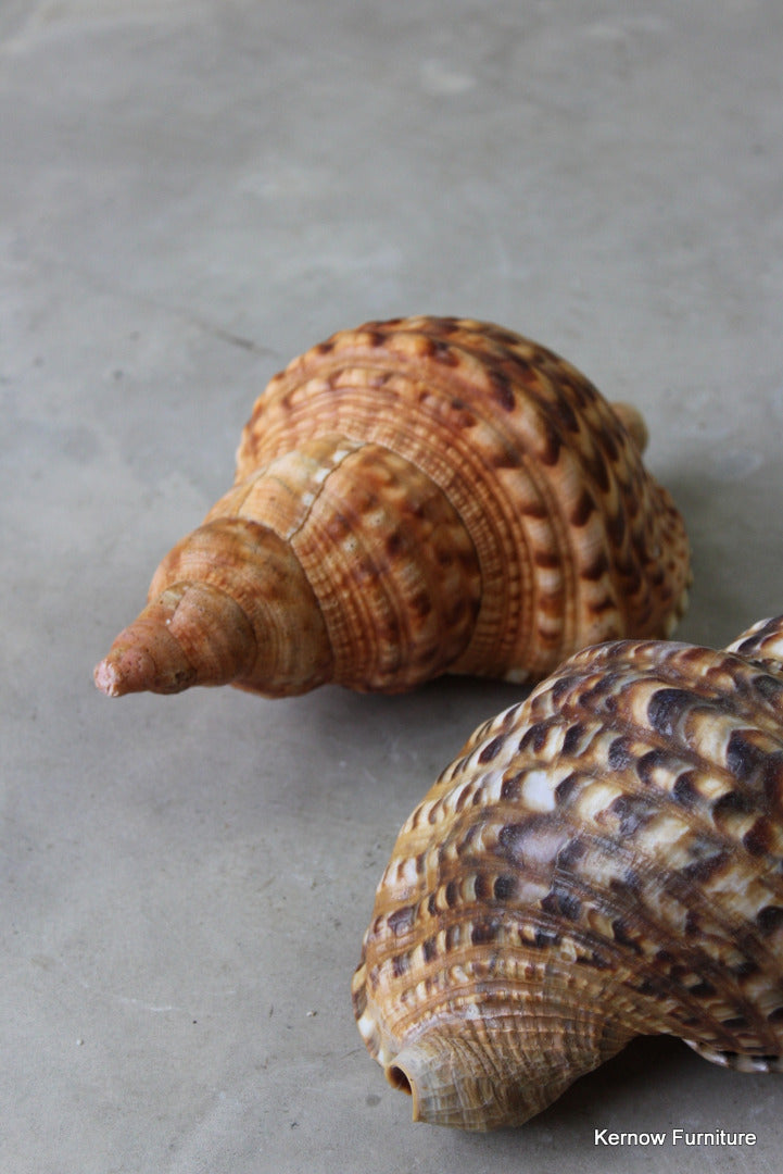 Pair Large Trumpet Shells - Kernow Furniture