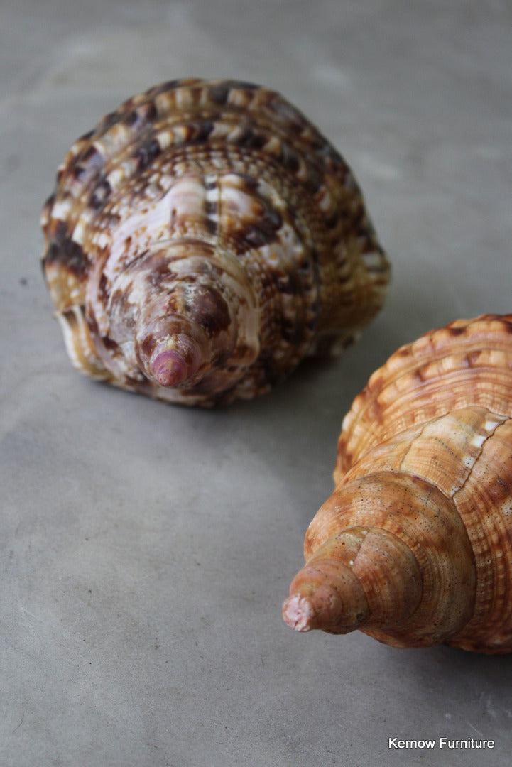 Pair Large Trumpet Shells - Kernow Furniture