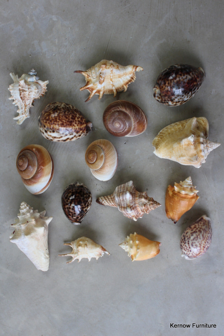 Collection 15 Sea Shells - Kernow Furniture