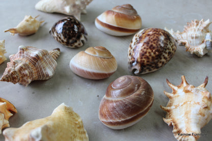 Collection 15 Sea Shells - Kernow Furniture