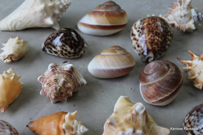 Collection 15 Sea Shells - Kernow Furniture