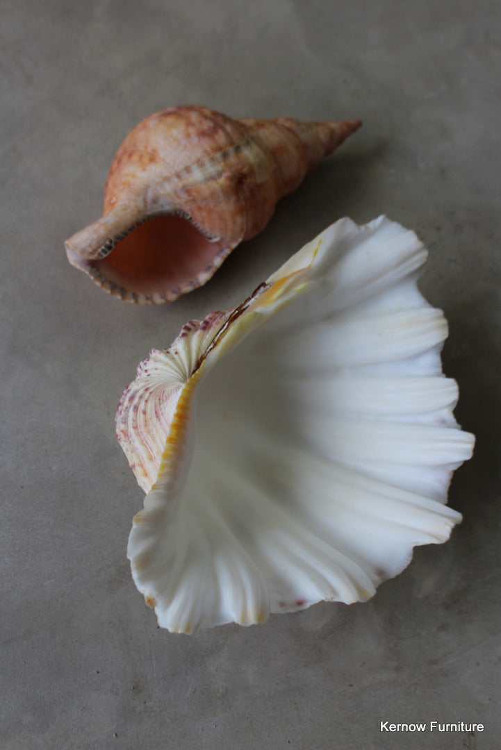 Trumpet & Scallop Shell - Kernow Furniture