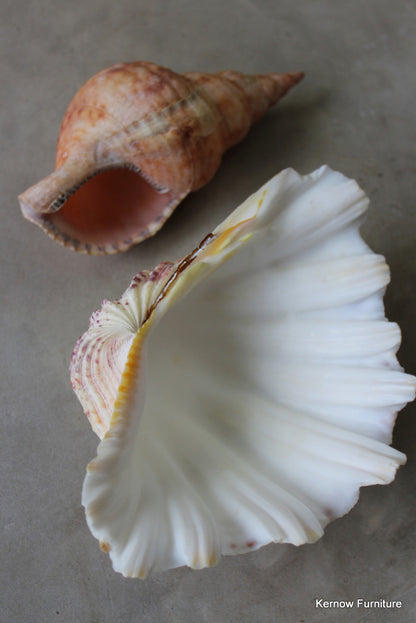 Trumpet & Scallop Shell - Kernow Furniture