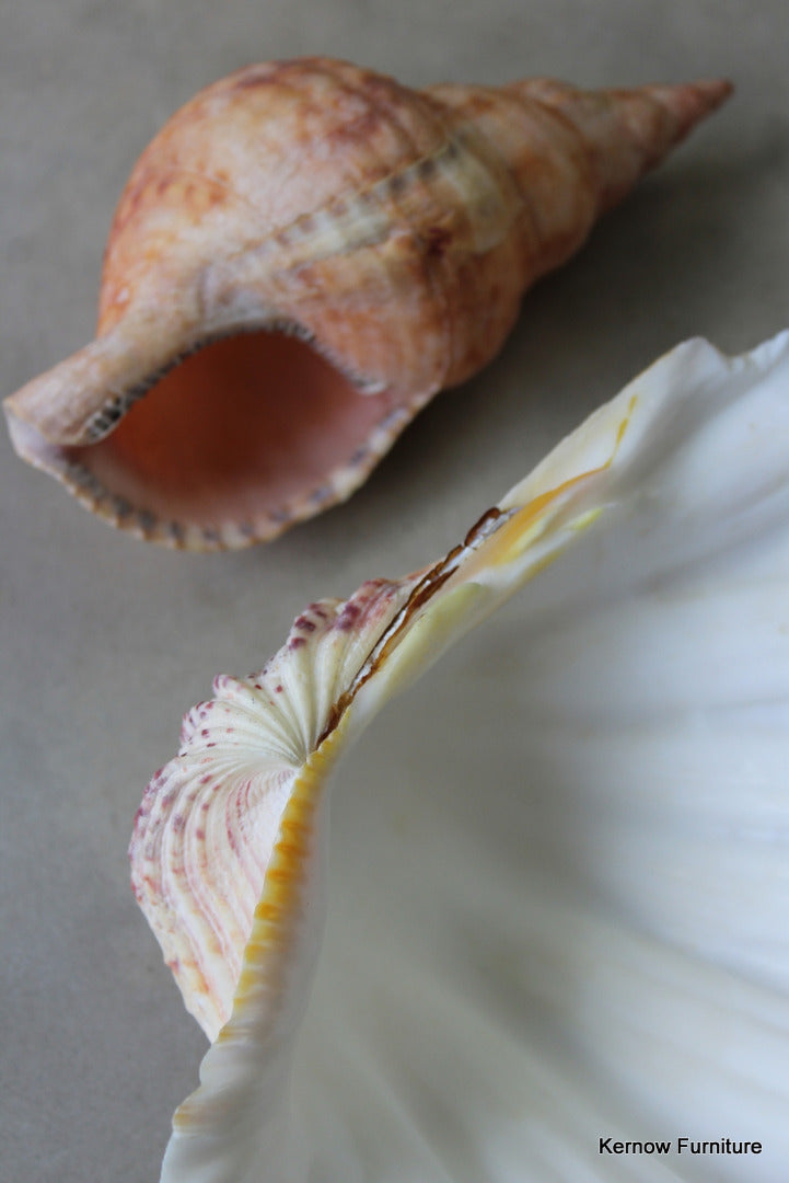 Trumpet & Scallop Shell - Kernow Furniture