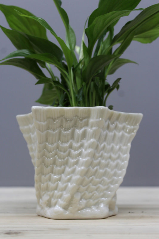 Belleek Shell Flower Pot - Kernow Furniture