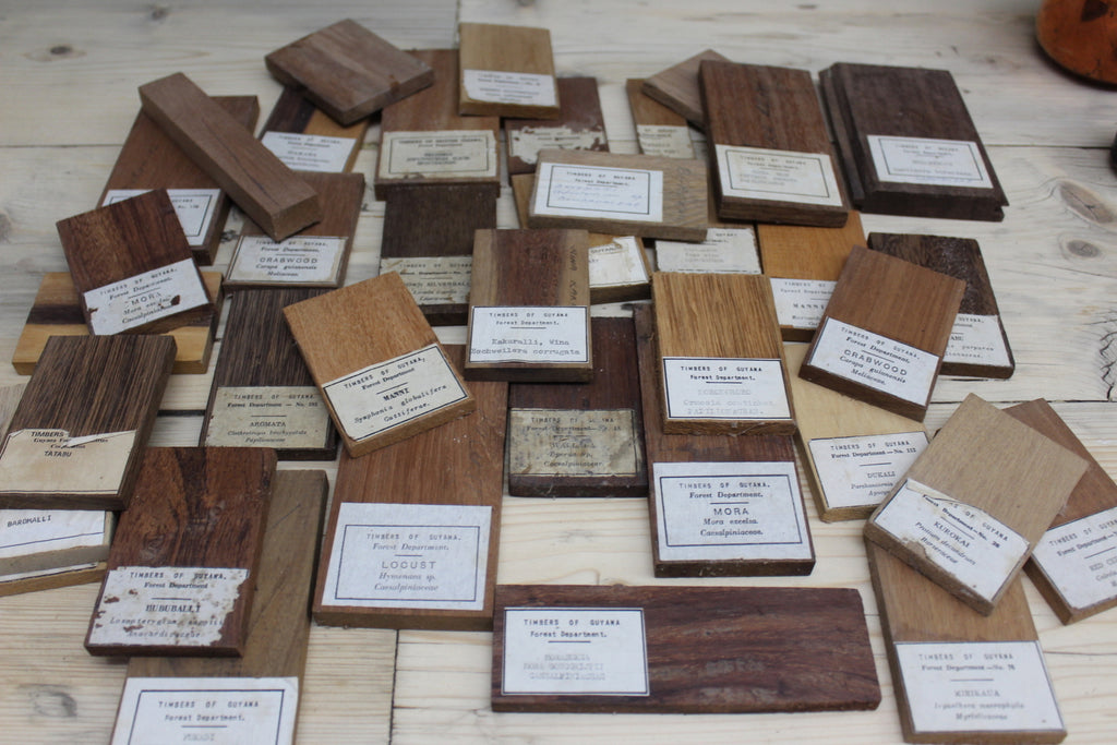 Vintage Collection of Wood Samples Timbers of Guyana - Kernow Furniture