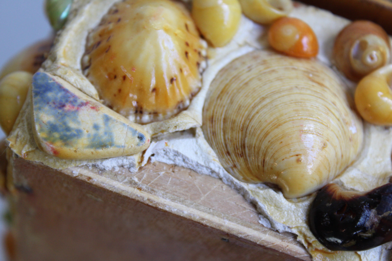 Vintage Shell Trinket Box - Kernow Furniture